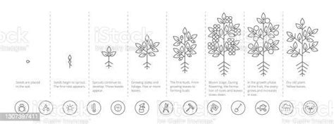 Plant Growth Stages Infographic Growing Period Steps Harvest Animation Progression Fertilization