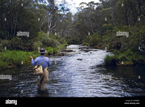 Fly fishing, Cobungra River, , NE Victoria, Australia Stock Photo: 12623197 - Alamy