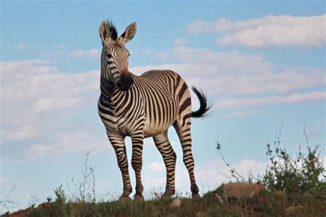 Top 10 interesting facts about zebra - Depth World