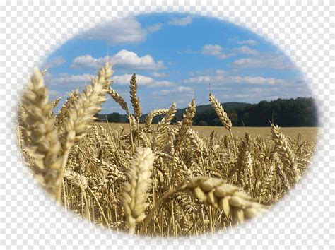 Wheat Poland Strueby Agencies Inc Agriculture Wheat Harvest Oat Png