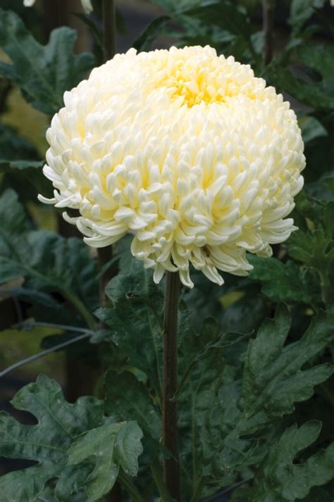 Buy Seeds Chrysanthemum Flower Multi Colour Peremium Hybrid Seeds For