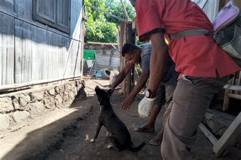 Pemkot Kupang Bentuk Pos Terpadu Penanganan Rabies Antara News Kupang