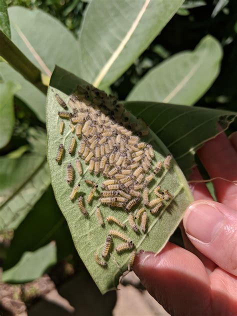 Newly hatched monarch caterpillar on underside of milkweed leaf. : r ...