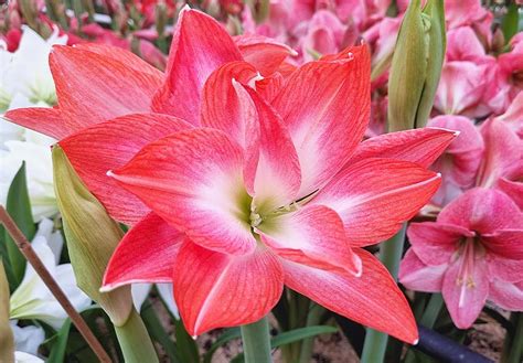 Guia Completo Para Amaryllis Planta O Cuidados Dicas De Flora O E