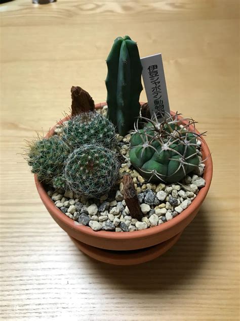 🌵サボテン成長記録🌵｜🍀greensnap（グリーンスナップ）