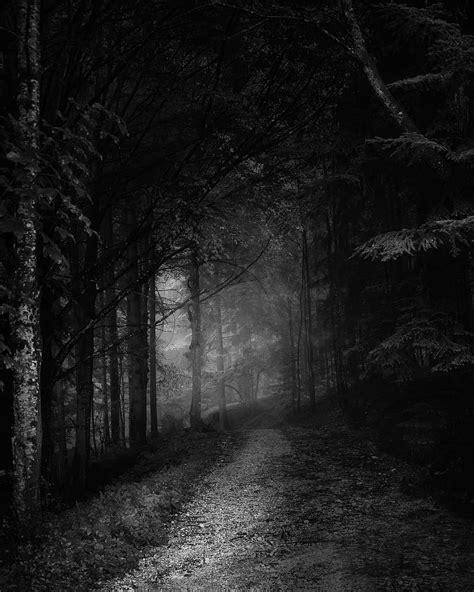 Hd Wallpaper Grayscale Photo Of Trees And Pathway Grayscale Photo Of