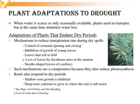 Ppt Environmental Adaptations Of Plants Powerpoint Presentation Free