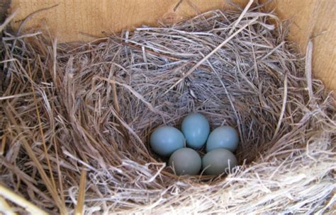 Bluebird nesting project - Arriba Vista Ranch