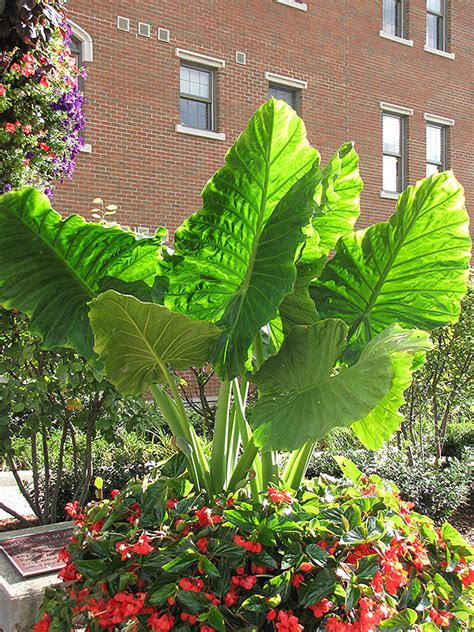 Thailand Giant Elephant Ear Colocasia Gigantea Thailand Giant In