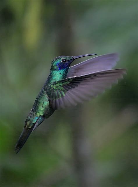 Kolibri Foto & Bild | tiere, wildlife, wild lebende vögel Bilder auf ...