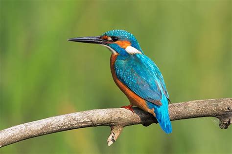 Kingfisher | Bird Identification Guide | Bird Spot