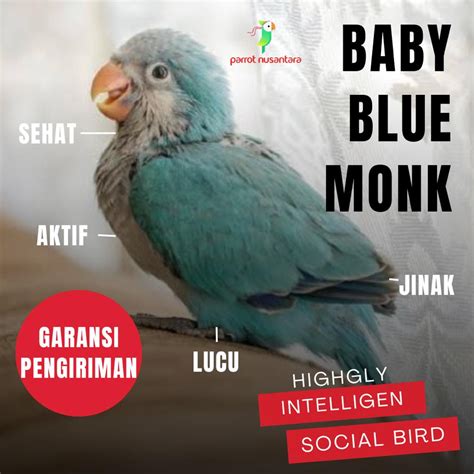 Jual Burung Parrot Baby Blue Monk Parakeet Jinak Anakan Lolohan