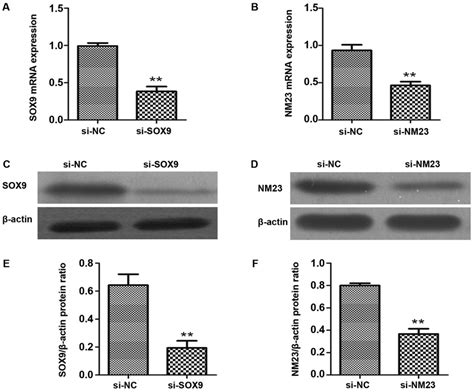 Expression Levels Of Sox9 And Nm23 Genes And Proteins In The