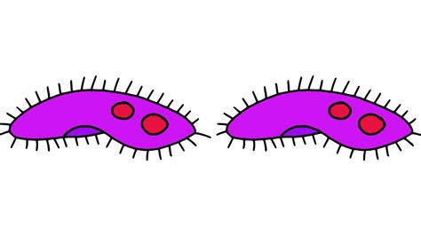 Unicellular And Multicellular Youtube