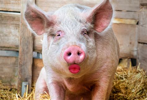 You Can Put Lipstick on a Pig, but It's Still Just a Pig