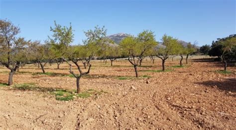 El Riego Deficitario En El Cultivo Del Almendro Horticultura