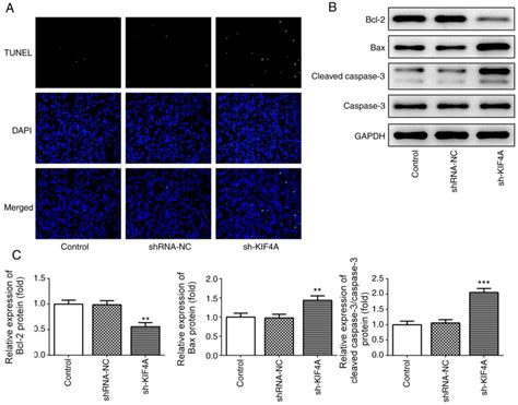 Kif A Knockdown Suppresses Ovarian Cancer Cell Proliferation And