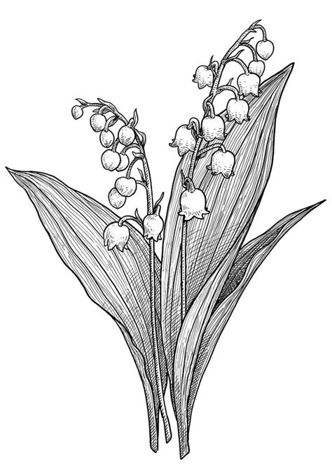 Illustration De Dessin De Fleur Du Muguet R Illustration De Vecteur