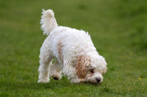 These 7 Cavachon Breeders Are The Ones You Can Trust