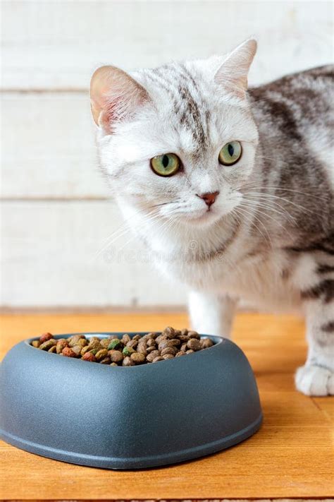 Home Red Cat Eating Dry Food Stock Photo - Image of animal, appetite ...