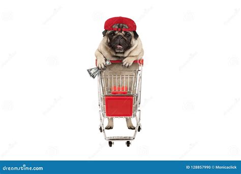 Funny Happy Pug Puppy Dog With Money In Is Hand Leaning On Shopping