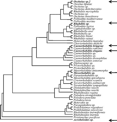 Summarized Phylogeny Showing The Relationships Between The Nematodes