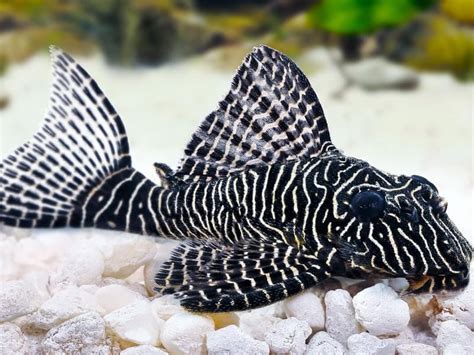 Pleco Queen Arabesque Sp L Discus Rive Sud Poissons Exotiques