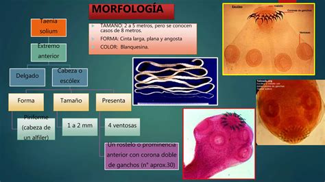 TENIASIS POR TAENIA SOLIUM TAENIA SAGINATA y TAENIA ASIÁTICA PPT