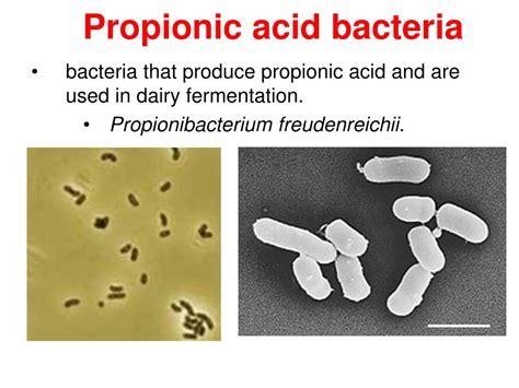 Ppt Food Biotechnology Dr Kamal E M Elkahlout Food Microbiology 2 Sources Of Microorganisms