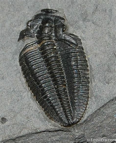 What Is A Trilobite FossilEra