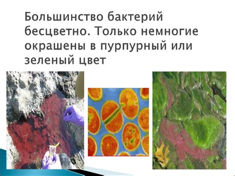 Строение и жизнедеятельность бактерий - презентация онлайн