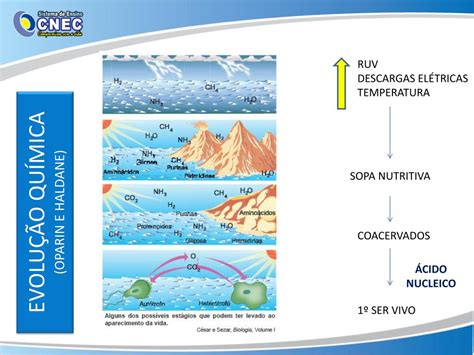 Teoria Da Evolução Quimica - 8