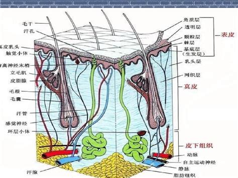 皮肤结构示意图皮肤结构图简单画皮肤示意图大山谷图库