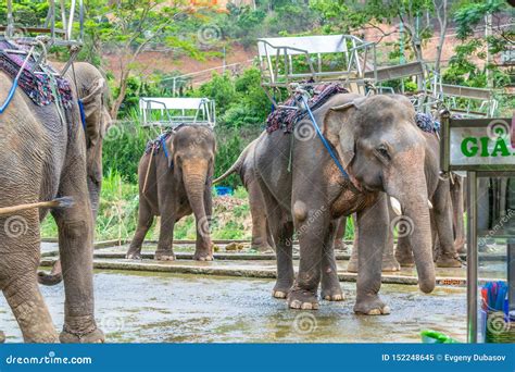 A Group Of Elephants With Seats On Their Backs In Dalat Vietnam Stock
