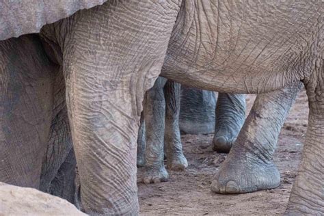 The Elephant and the Hyrax — Kathy Karn Photography