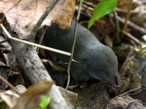 About Northern Short Tailed Shrew Maryland Biodiversity Project