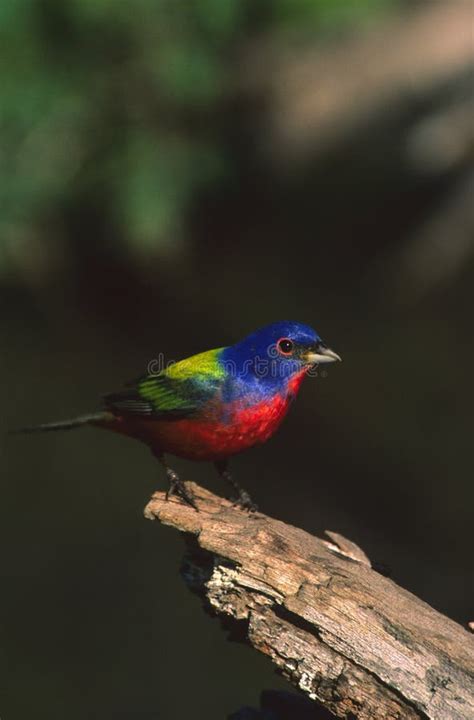 Painted Bunting Male Stock Photo Image Of Distinctive