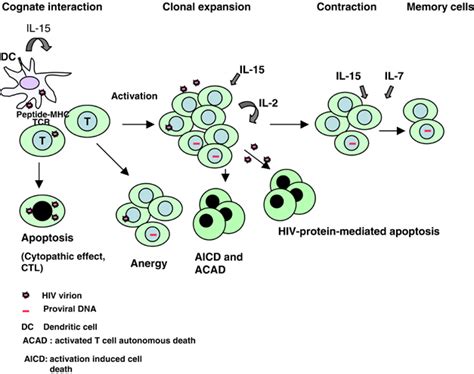 Mechanisms Of Depletion Of Hiv Specific Cd T Helper Cells Activation