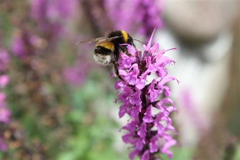 Abeja El Verano Polinización Foto gratis en Pixabay Pixabay