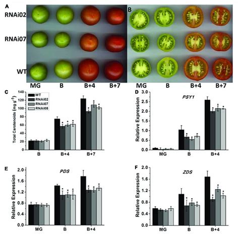 Phenotype Of Wild Type And Transgenic Plant Stems A Tomato Plants