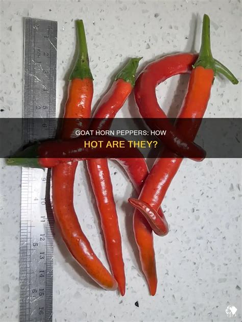 Goat Horn Peppers How Hot Are They PetShun