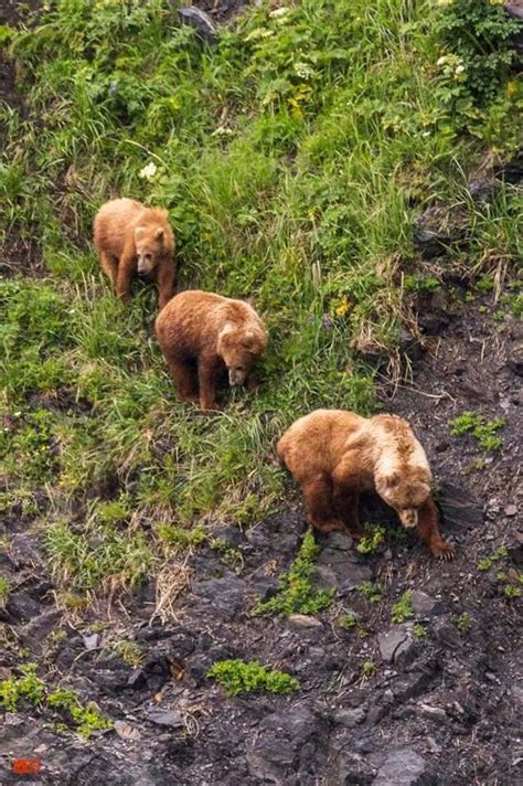 Kodiak, Alaska. The Kodiak bear inhabits the islands of the Kodiak Archipelago in southwest ...