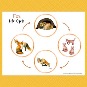 Fox Life-Cycle Montessori 3-Part Cards & Spinner by Mama's Happy Hive