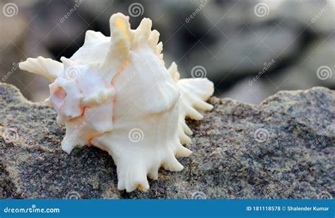 Beautiful View A Shankha Is A Conch Shell Of Ritual And Religious