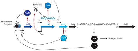 Genes Free Full Text Plasmid Transfer By Conjugation In Gram