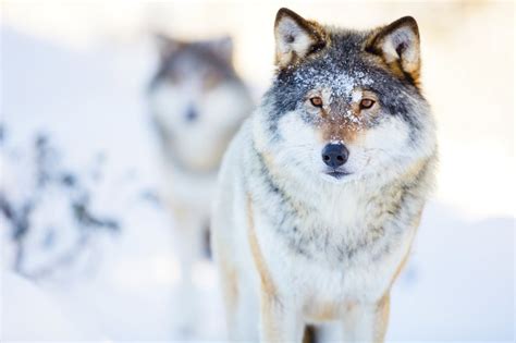 From Tundra to Forest: The Astonishing Adaptability of Wolves Worldwide