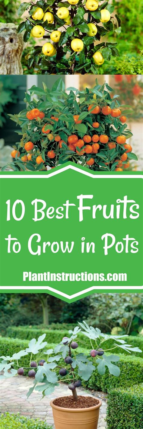 10 Best Fruits to Grow in Containers or Pots - Plant Instructions