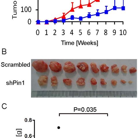 Pin1 Knockdown Suppresses Tumor Growth Of Human Hcc Cells In Vivo 2 ×