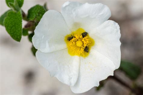 Estevinha Cistus Salviifolius Sage Leaved Rock Rose Co Flickr