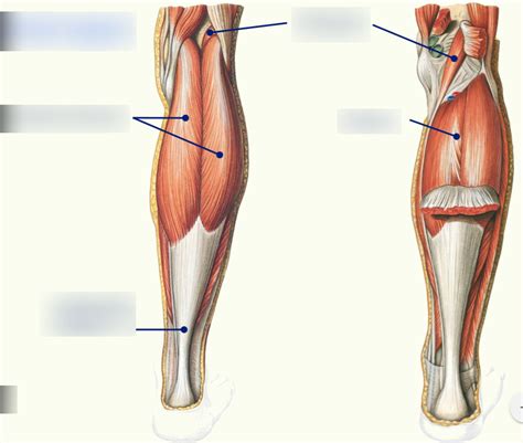 Leg Muscles The Posterior Compartment Superficial Layer Diagram